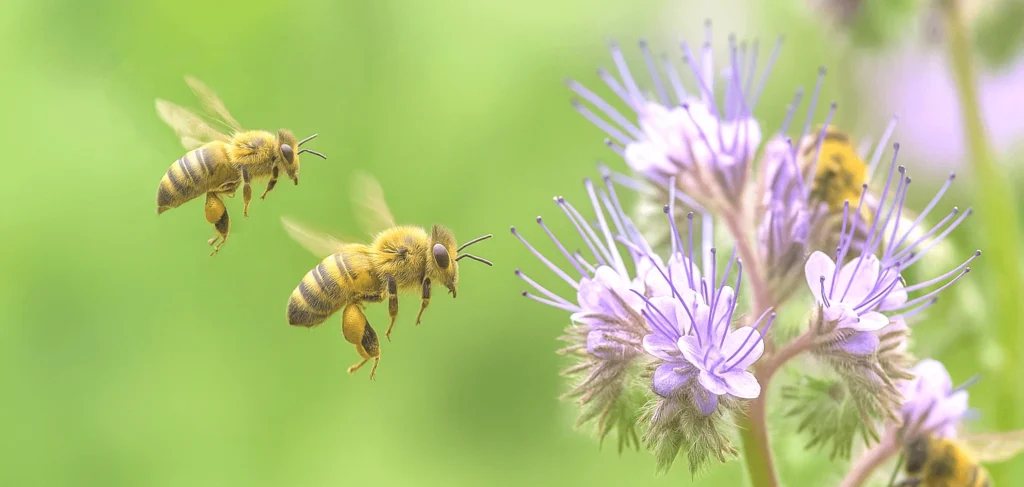 Trzy pszczoły lecące do kwiatów facelii w ogrodzie z rozmytym zielonym tłem.