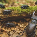 Jelonek rogacz i inne żuki poruszające się po ściółce leśnej wokół mszystego pnia drzewa.