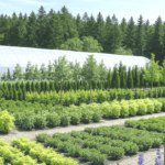 różne rodzaje roślin drzewiastych, krzewów, bylin, jedno i dwuletnich w szkółce roślin