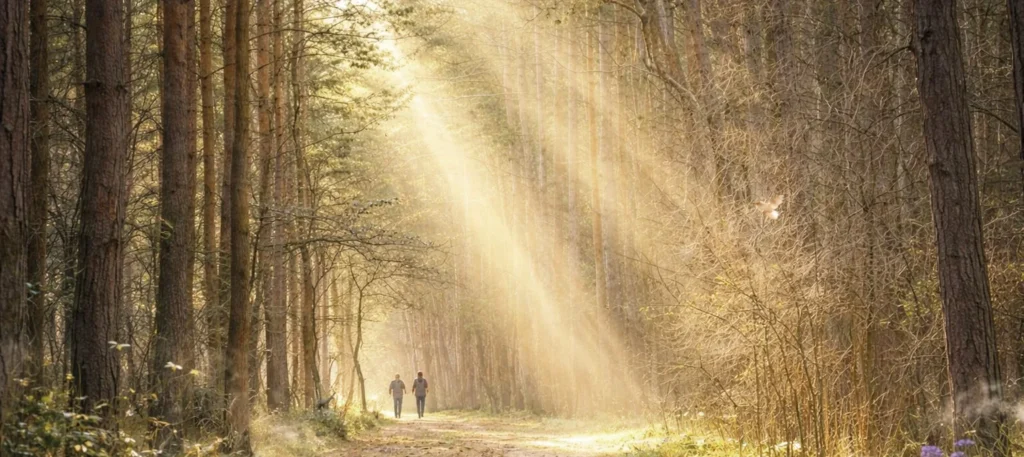 Ludzie spacerujący leśną ścieżką w promieniach słońca – zdrowotny wpływ kontaktu z naturą i zielenią.